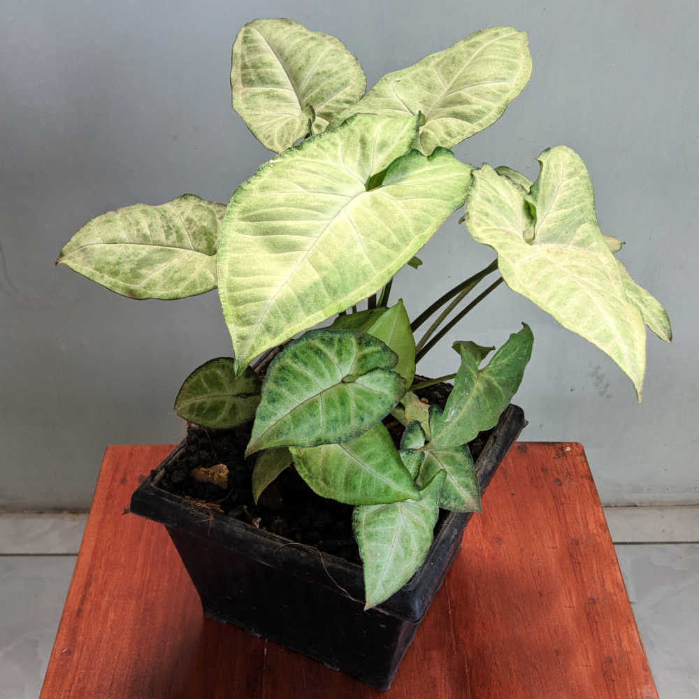 Syngonium podophyllum plant on a table in a black pot.