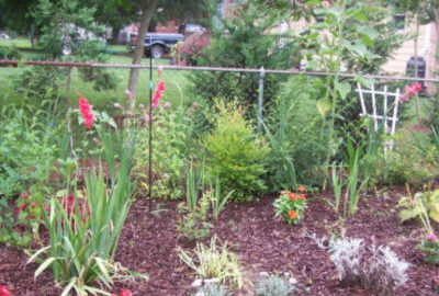 My Test Garden Transformation in July