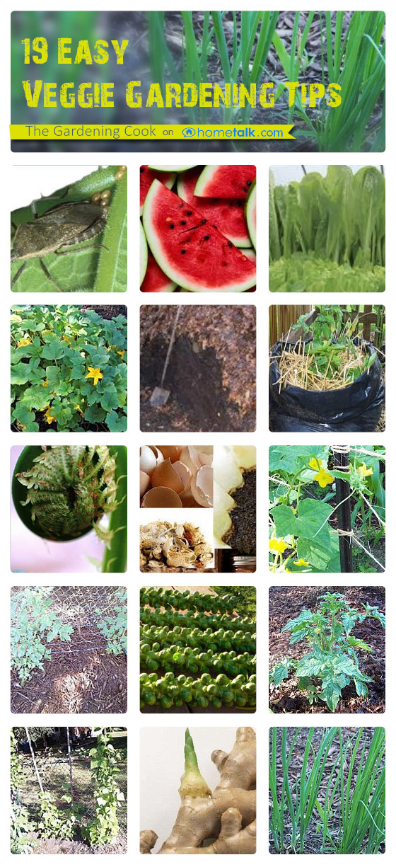 19 Vegetable Garden Tips that you need to know