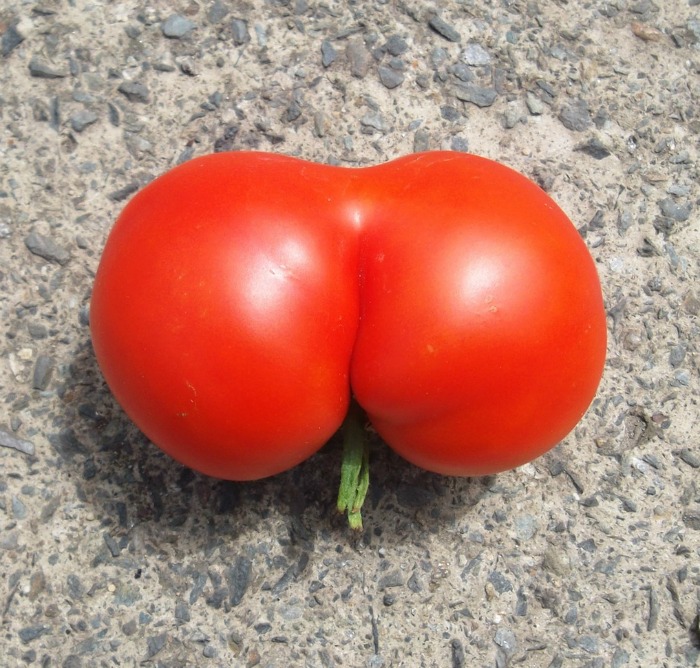 voluptuous tomato Voluptuous tomato