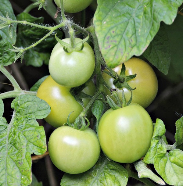 green tomatoes on the vine