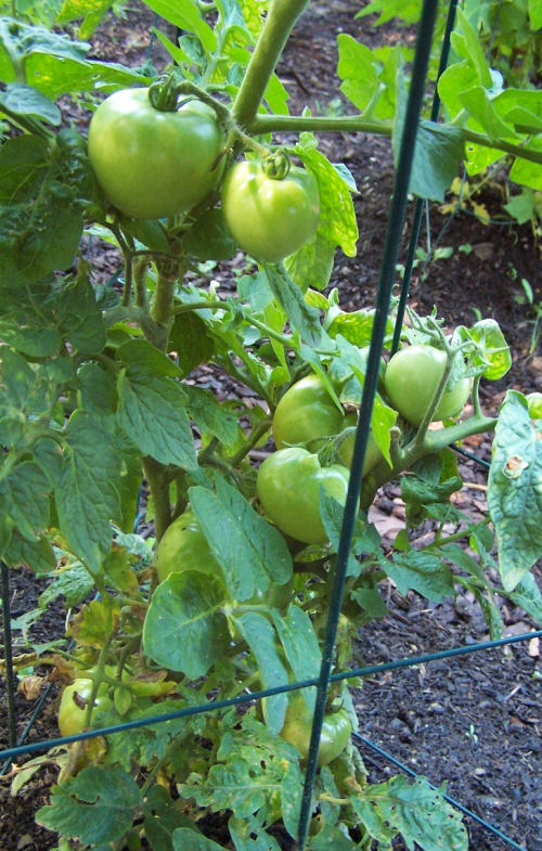 tomatos on a vine close up of tomatoes before the squirrels.