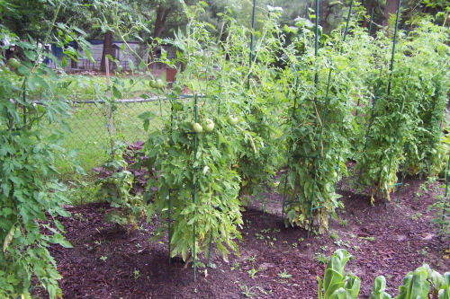 tomato plants My tomato plants before the squirrels found them.