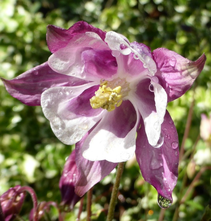 watering Columbine