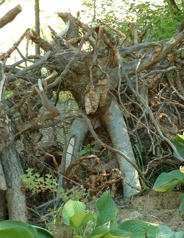 Willow Root People from bluefoxfarm.com