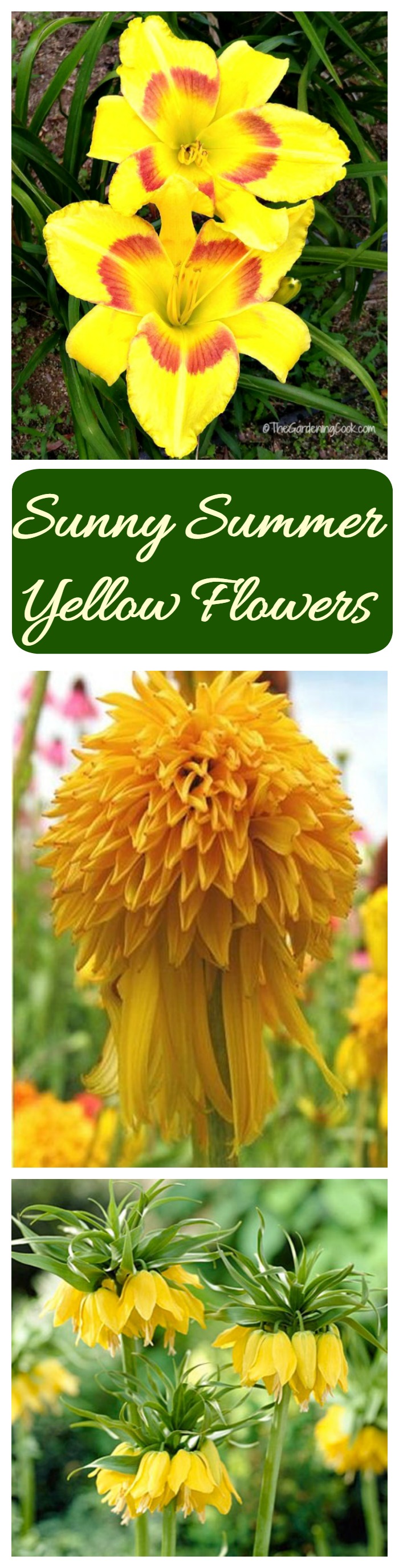 If you are looking for the perfect summer color for your garden, try growing yellow flowers. The color pops in the garden like no other color.