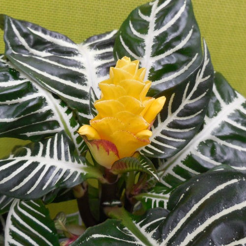 Zebra plants have spectacular yellow flowers.