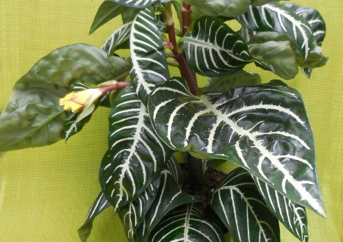 Zebra plant has glossy striped leaves