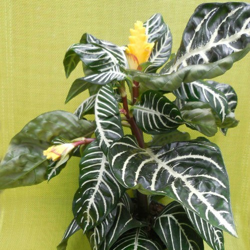 Zebra plant – Tips for Growing Aphelandra Squarrosa