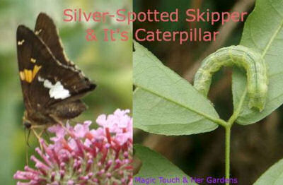 Silver spotted skipper butterfly and the caterpillar that will become one.
