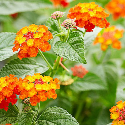 Lantana