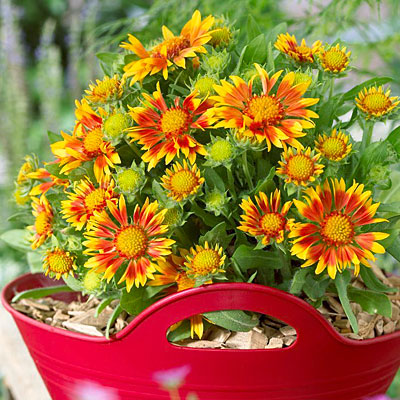 Gaillardia Jazzy Wheeler