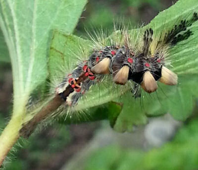 Vapourer moth - more common in the European mainland than the UK but not totally rare. Poisonous too but pretty!