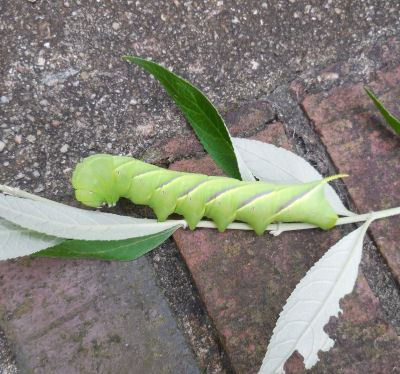 This tobacco hornworm devoured the leave of so many branches on my butterfly bush. 