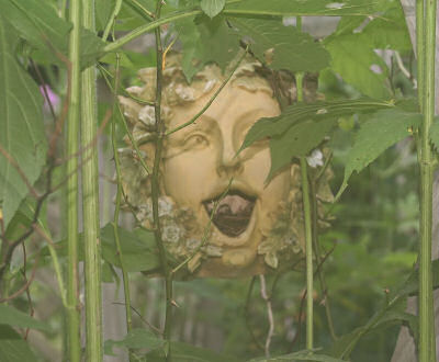 Garden Face behind shrubs