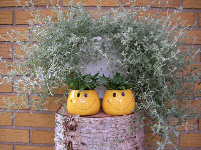 Just smile planters!