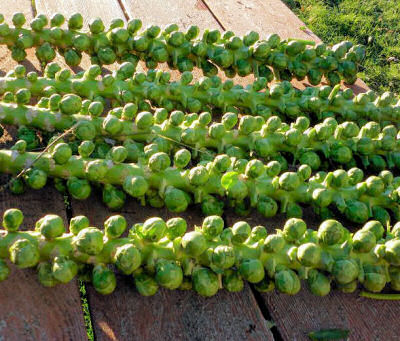 Brussel sprouts are one of the hardiest of fall crops.