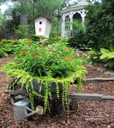 Wooden Wheelbarrow with Creeping Jenny and Lantana.