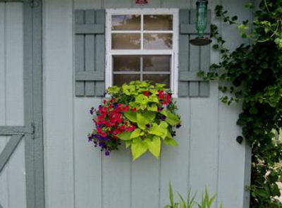 Sweet potato vine in a window box.