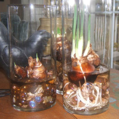 Glass jars with paperwhite bulbs being forced indoors