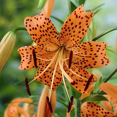 Orange Tiger Lily