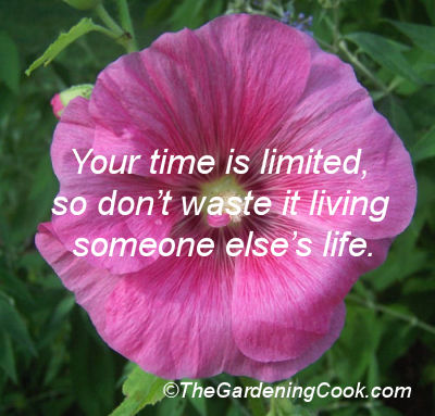 Deep pink hollyhock from my front garden bed.