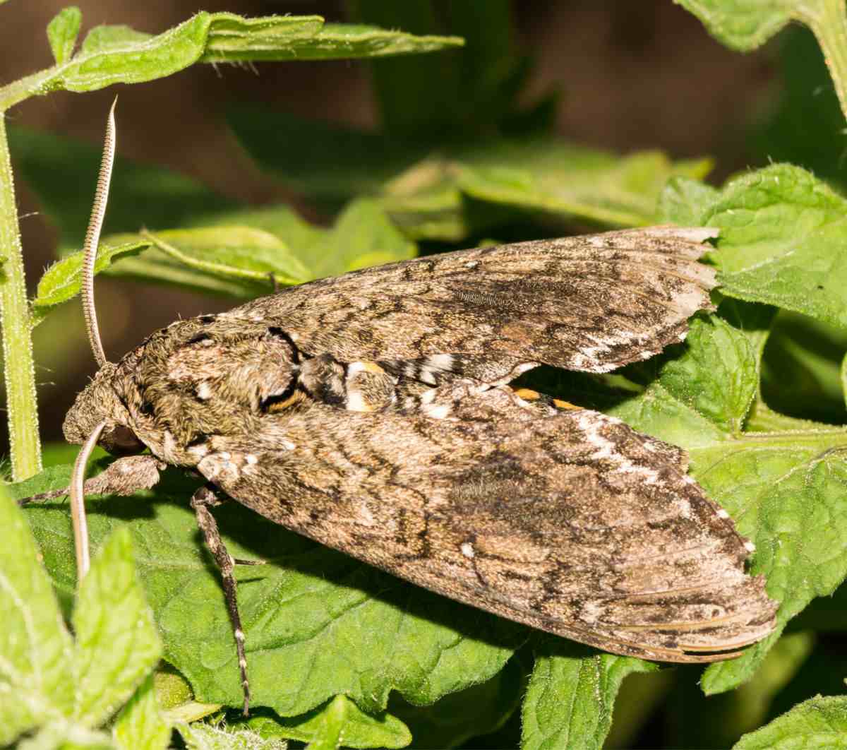 Sarolina sphinx moth on a leaf.
