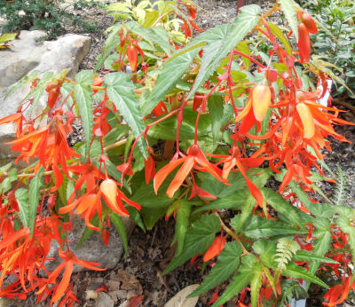 Santa Cruz Sunset Begonia