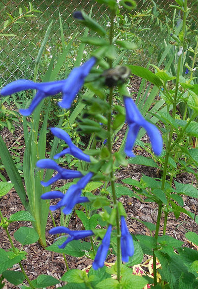 A true blue perennial flower