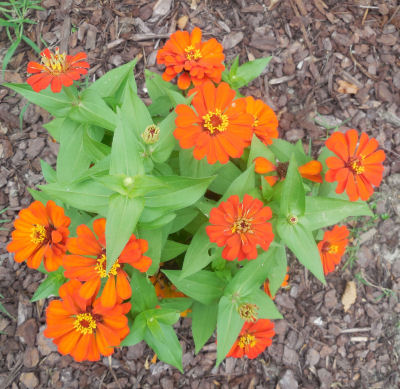 Zinnia