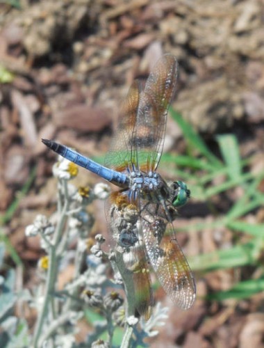 Dragonfly feasting on the flowers of a Dusty Miller plant.