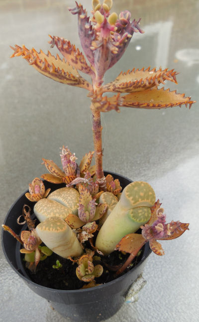 Lythops and maternity plant