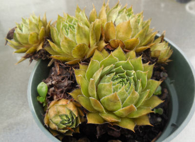 Hens and chicks