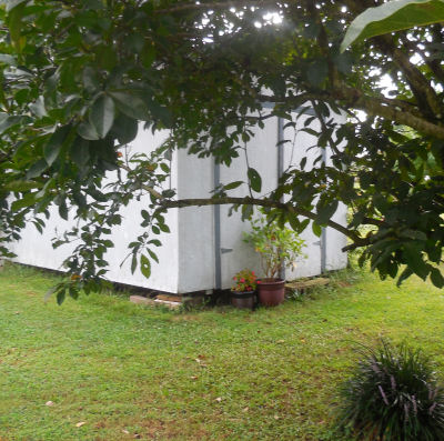 Garden shed behind a magnolia tree