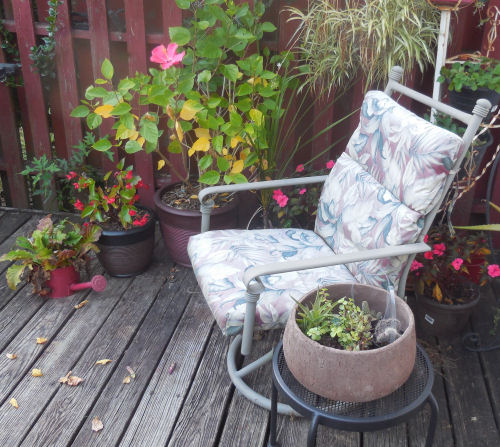 patio chair for morning coffee.