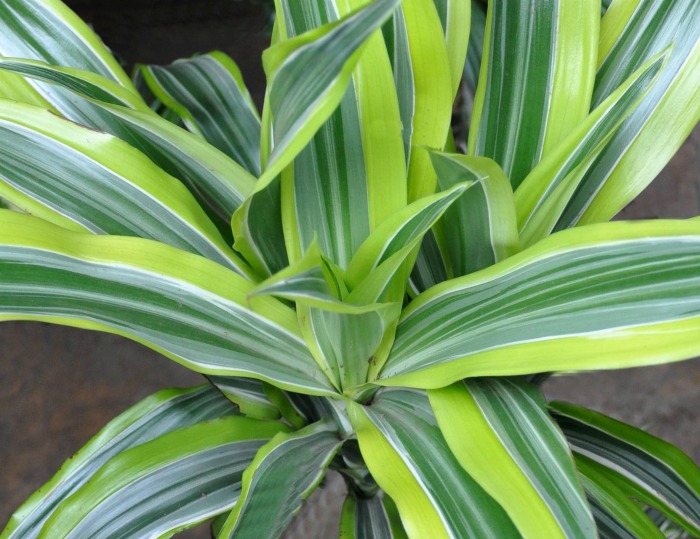Leaves of the corn plant houseplant