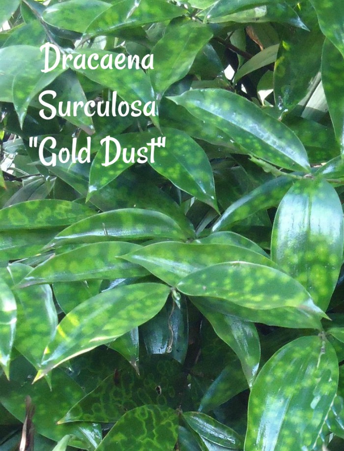 Dracaena Surculosa "Gold Dust"