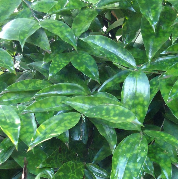 Dracaena Surculosa – Tips for Growing Dracaena Gold Dust Plant
