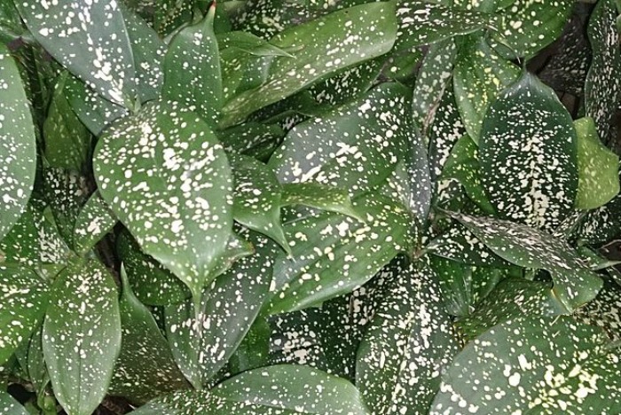 Dracena gold dust plant
