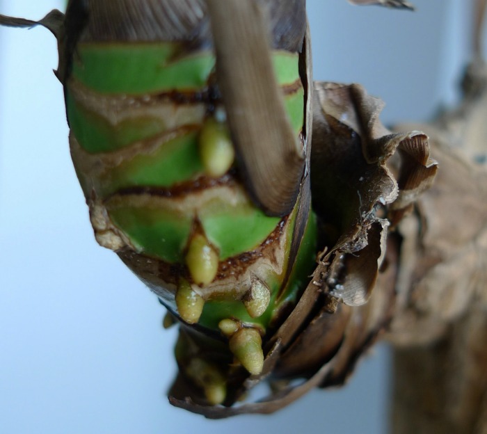 Aerial roots of a corn plant