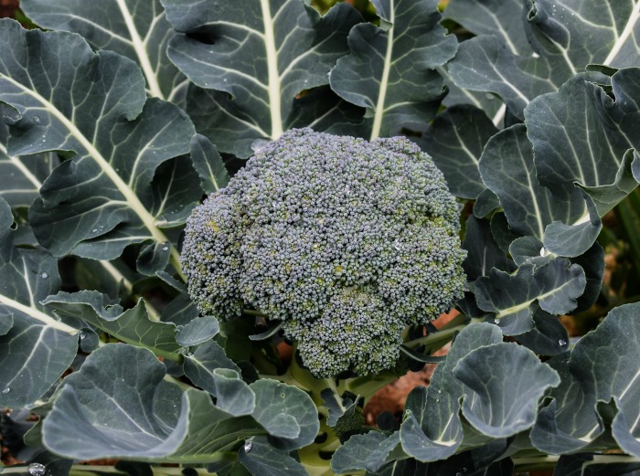 If you live in warmer zones, plant some broccoli now for fall