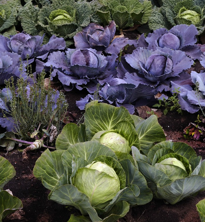 cabbage takes a few months to mature but can take very cold temperatures