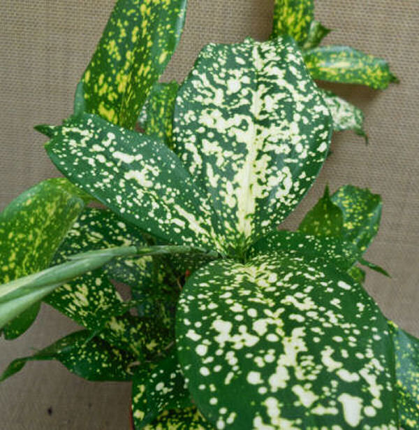 Leaves of spotted dracaena plant