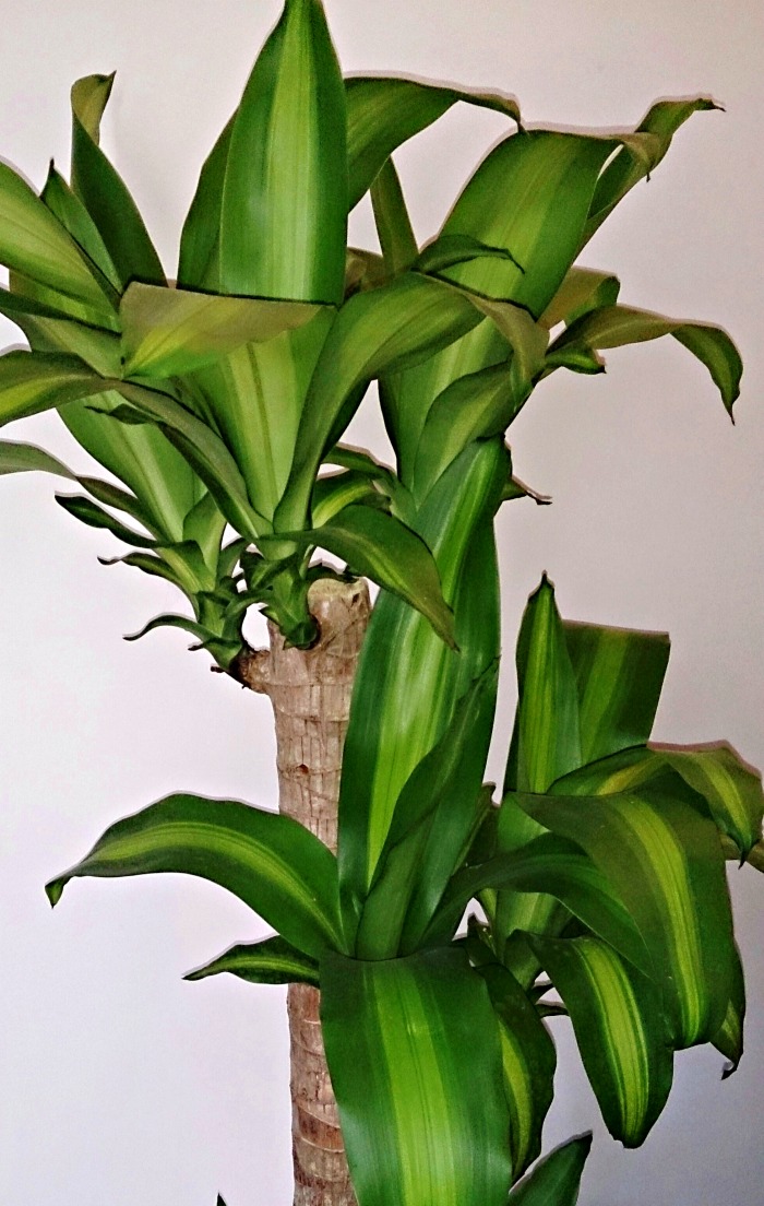 Chop of the tips of corn plants if they become leggy. New Growth will sprout