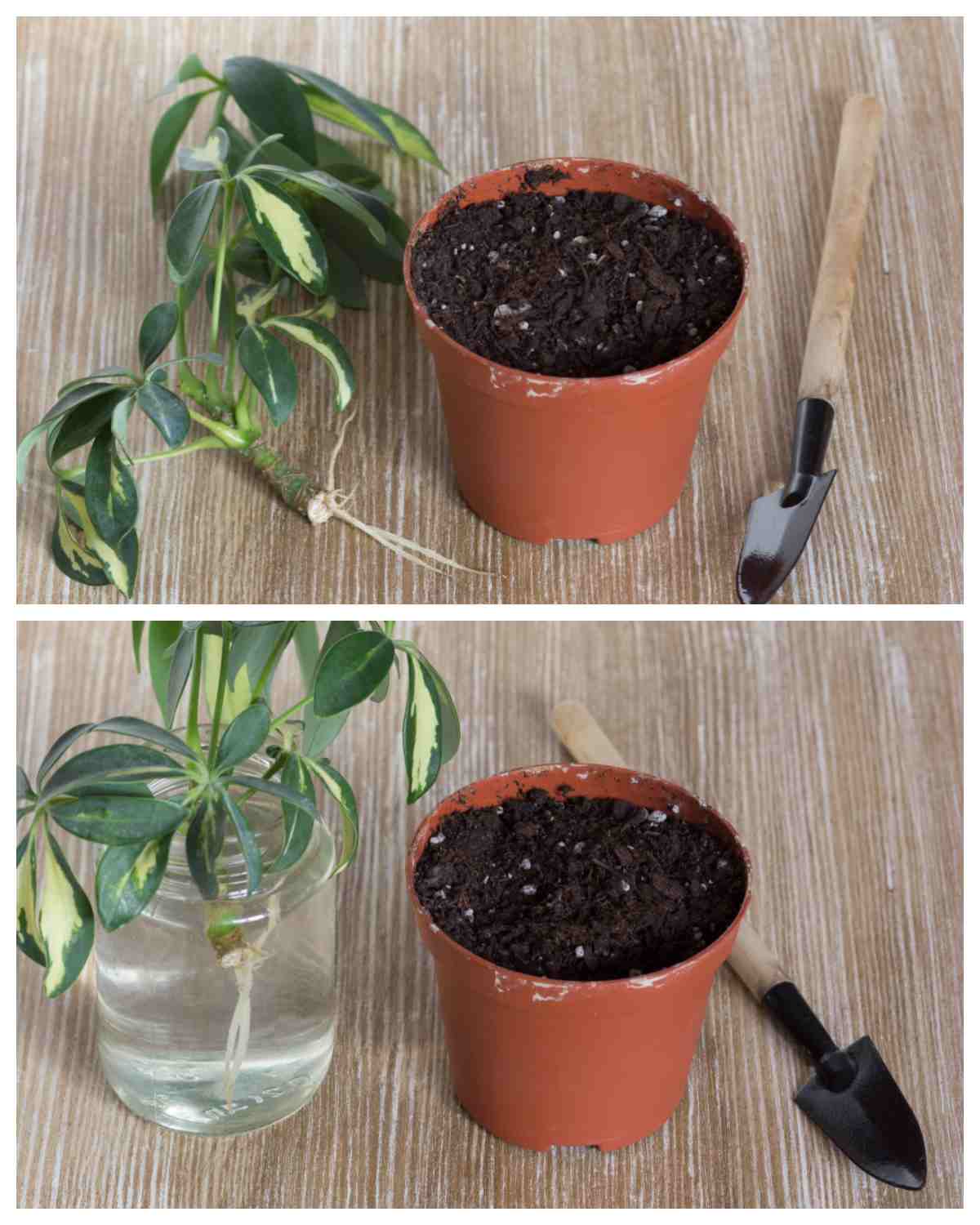 Cuttings of schefflera gold capella in both soil and water.