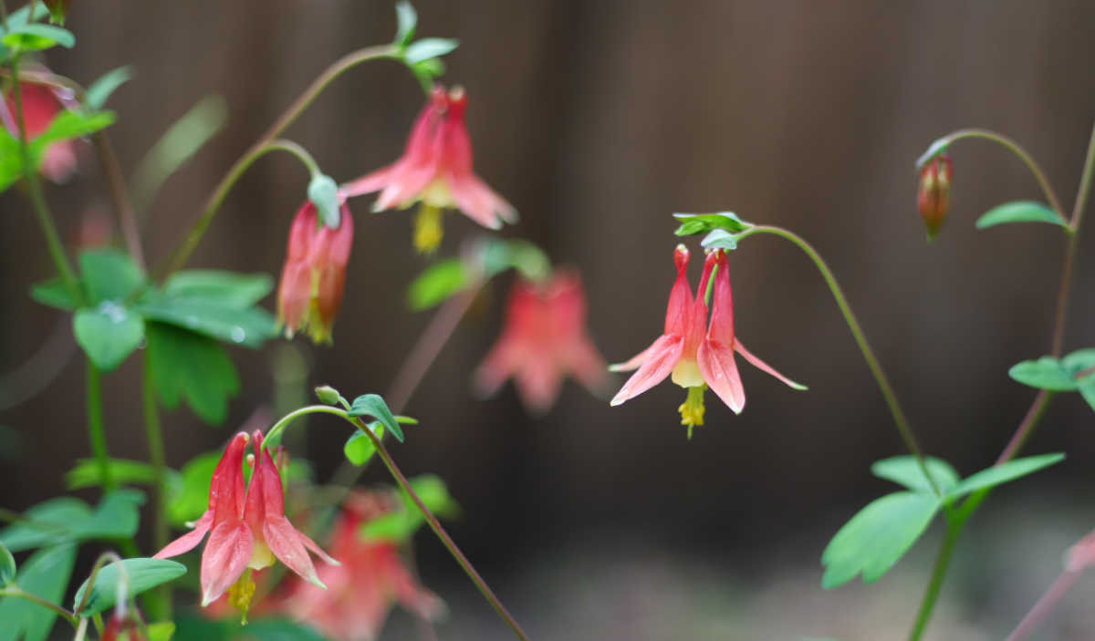 Flowers of columbine aquilegia in a field