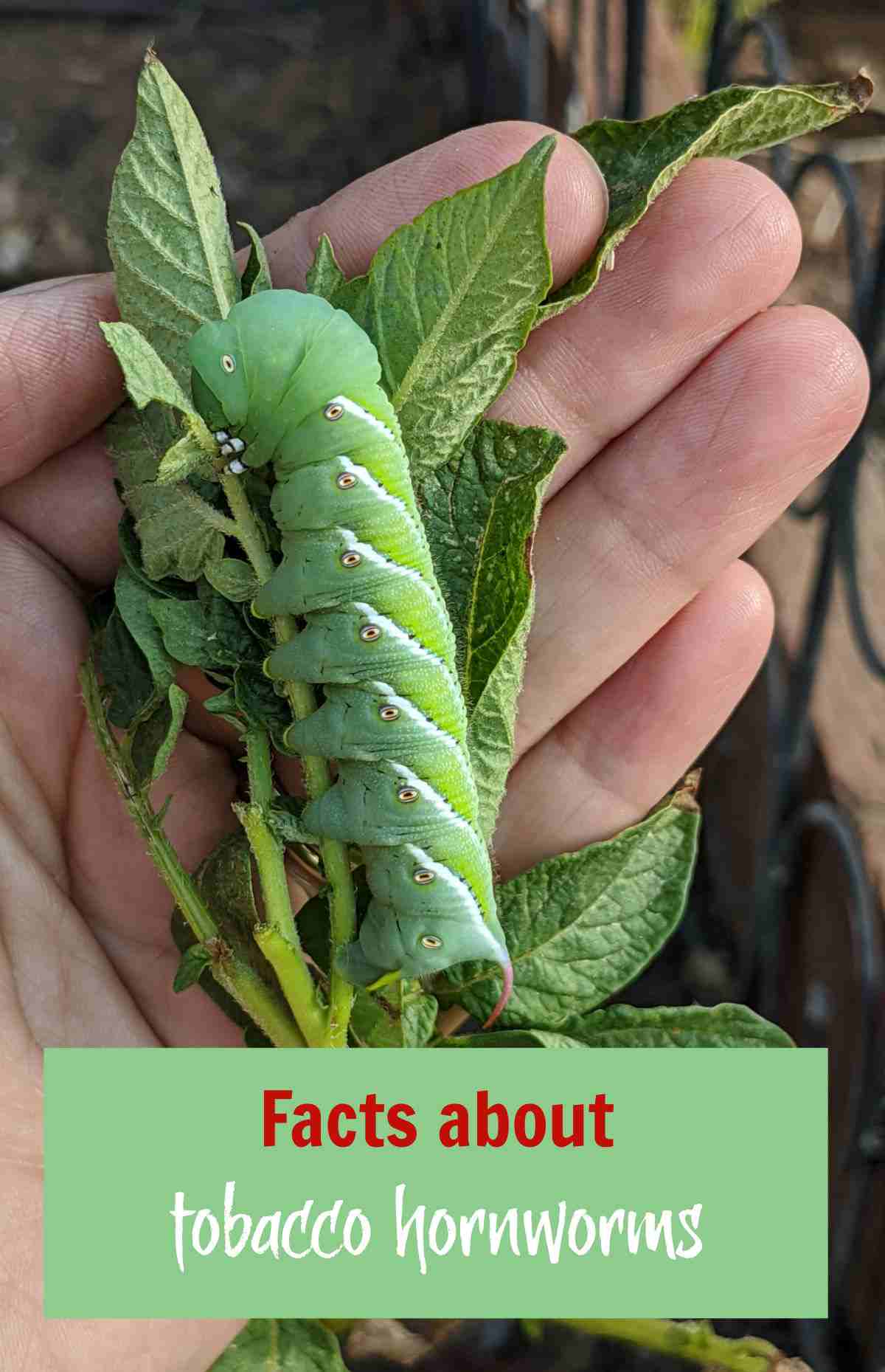 Hand holding a green worm with words Facts about Tobacco Hornworm.