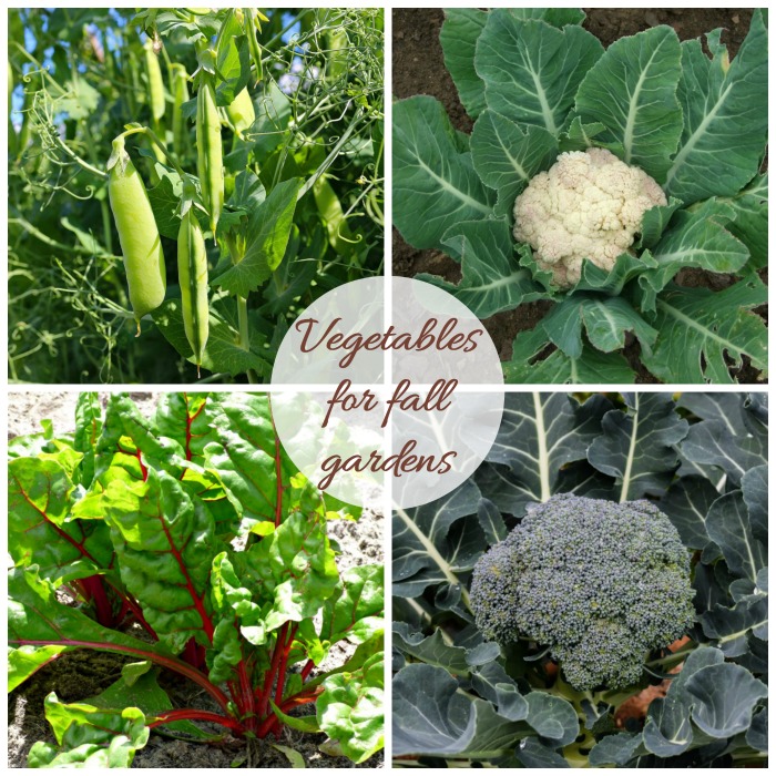 What To Plant for Fall Gardens