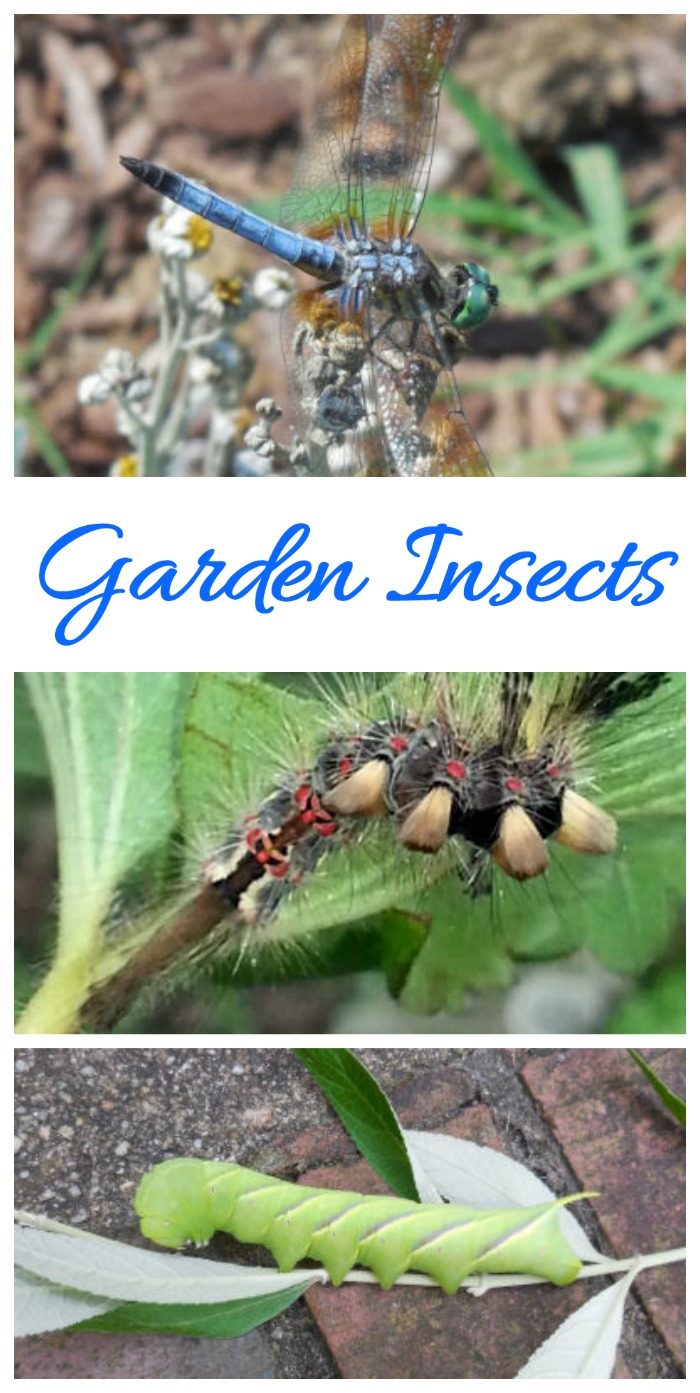 Garden insects can be both beneficial and destructive