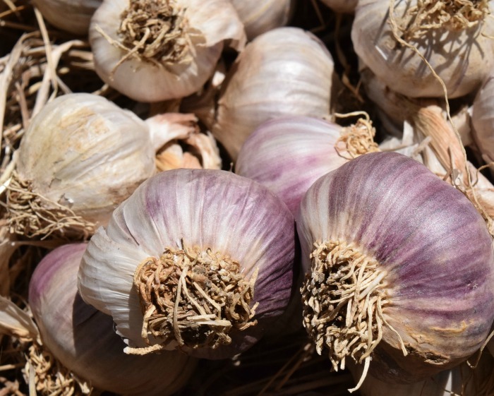 Plant garlic in the fall for next year's crop